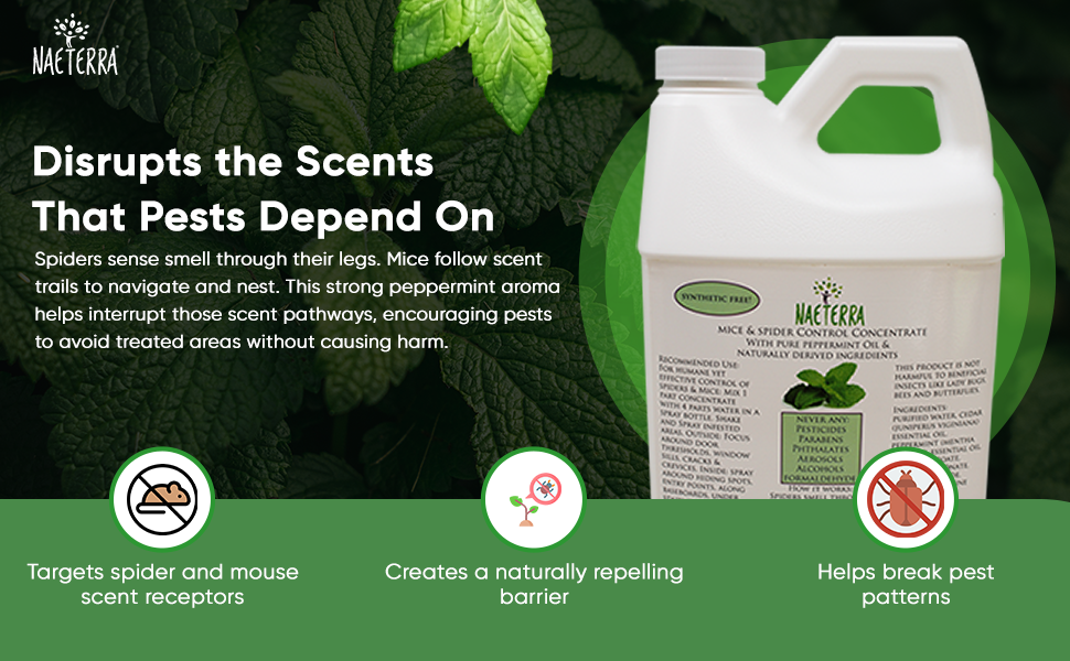Mice & Spider Control Concentrate